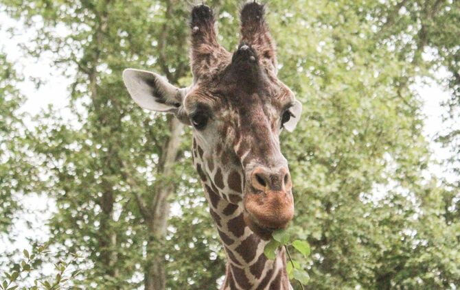 KW 41a Giraffenbulle Hanck gestorben 13.10.2021 Bild 1
