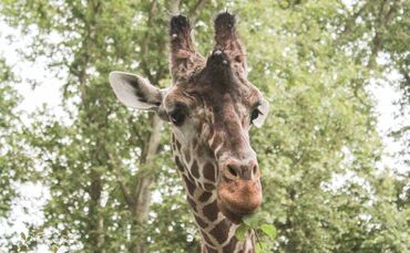 KW 41a Giraffenbulle Hanck gestorben 13.10.2021 Bild 1