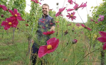 Blütenstreifen Weinberg