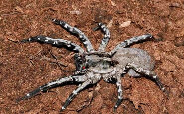 KW 41b Erste Nachzucht der seltenen Deserta-Tarantel 15.10.2021 Bild 1