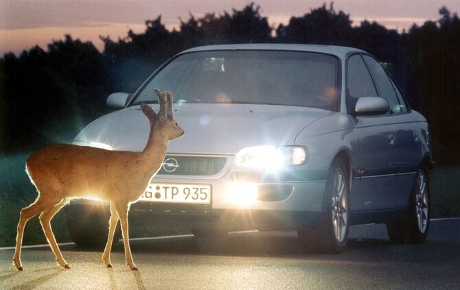 Straßenverkehr - Unfallgefahr durch Wildwechsel