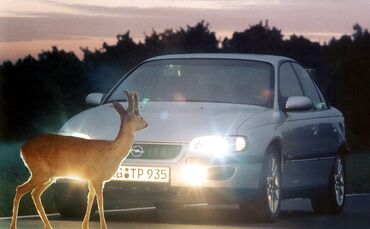 Straßenverkehr - Unfallgefahr durch Wildwechsel