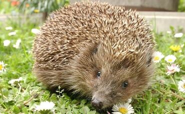 Ein kleiner Igel auf der Blumenwiese