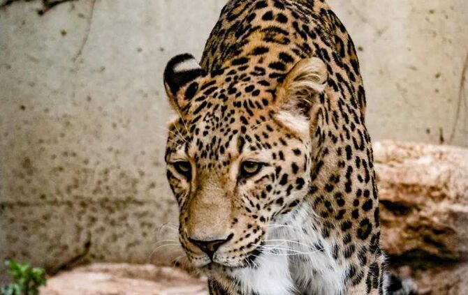 Trauer um persischen Leoparden Aman