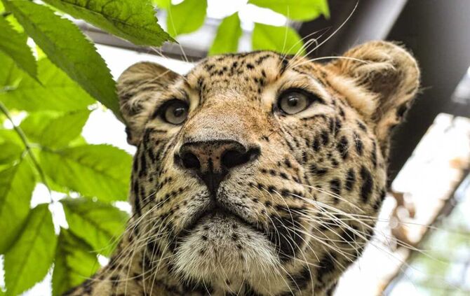 Trauer um persischen Leoparden Aman