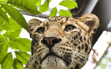 Trauer um persischen Leoparden Aman