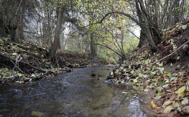 Renaturierung Zipfelbach