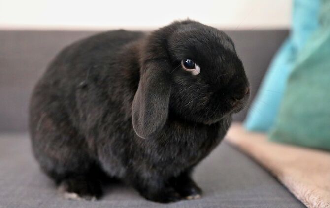 Kaninchen
