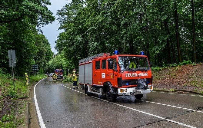 Massiver Baum stürzt auf Landstrasse - Bild 01_0