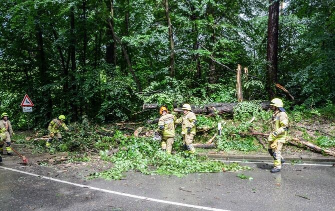 Massiver Baum stürzt auf Landstrasse - Bild 11_10