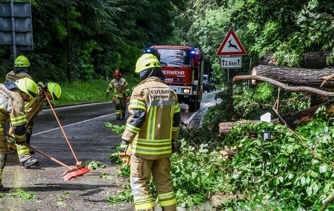 Massiver Baum stürzt auf Landstrasse - Bild 12_11