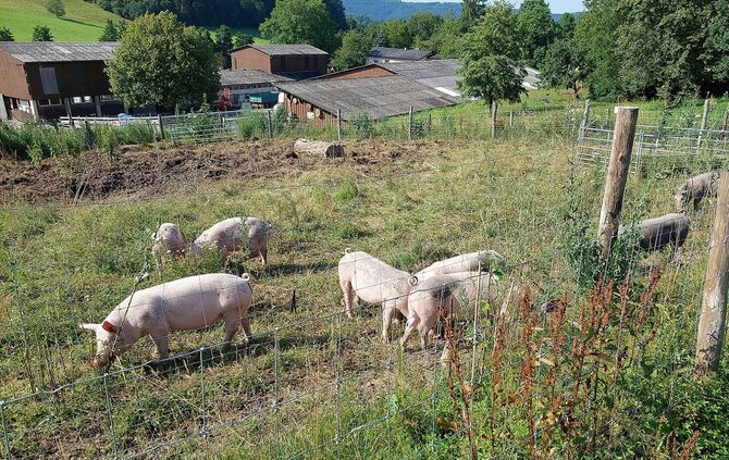 Paulinenhof_Schweine