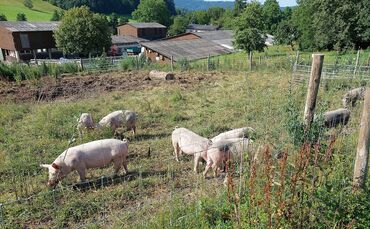 Paulinenhof_Schweine