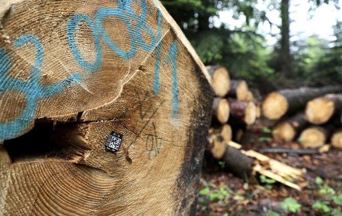 Holzstämme