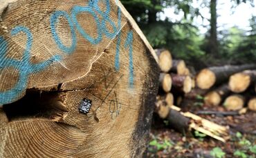 Holzstämme