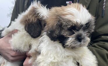 Illegaler Welpenhandel Fellbach