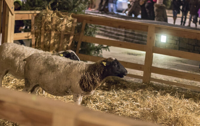 33. Urbacher Weihnachtsmarkt - Bild 17_15