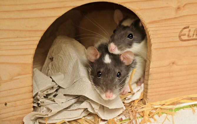 Färberratten Tierheim schorndorf