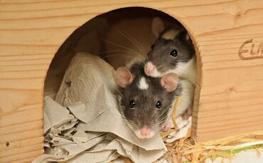 Färberratten Tierheim schorndorf