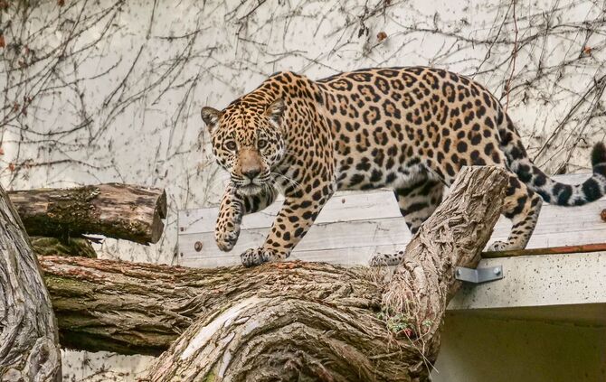 Jaguar Neuzugang Wilhelma Milagro