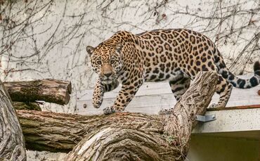 Jaguar Neuzugang Wilhelma Milagro