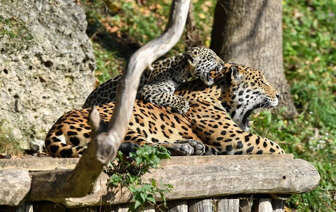 Jaguar Neuzugang Wilhelma Milagro