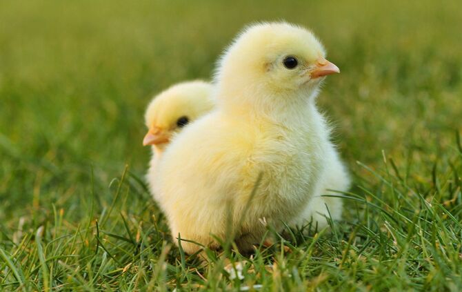 chick-gb0060639b_1920