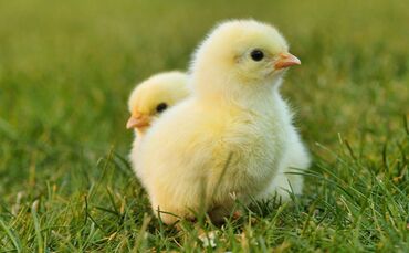 chick-gb0060639b_1920