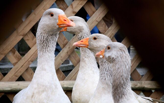 KOL 1210K245 Winnender Herbstmarkt  e.t. 11.10.2012