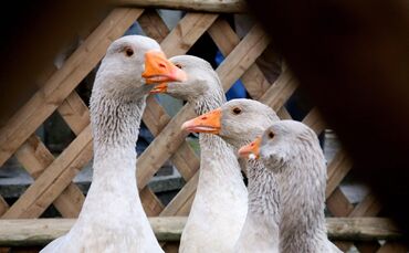 KOL 1210K245 Winnender Herbstmarkt  e.t. 11.10.2012