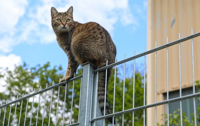 Katze