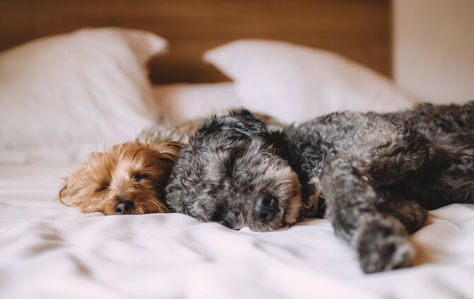 Hund Schlafen Kissen Symbolfoto Symbol Symbolbild