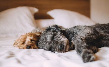 Hund Schlafen Kissen Symbolfoto Symbol Symbolbild