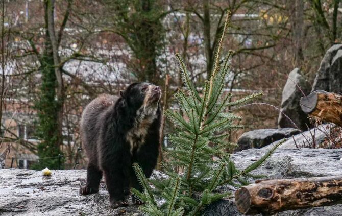 Brillenbären Wilhelma Tannenbaum