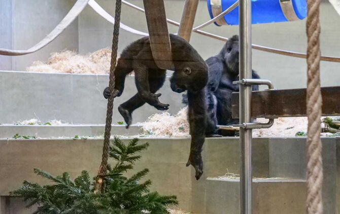 Gorillas Wilhelma Tannenbäume