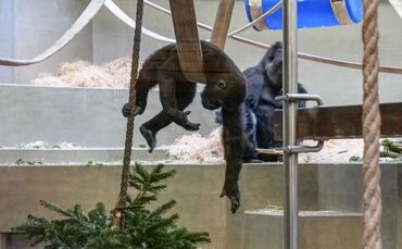 Gorillas Wilhelma Tannenbäume