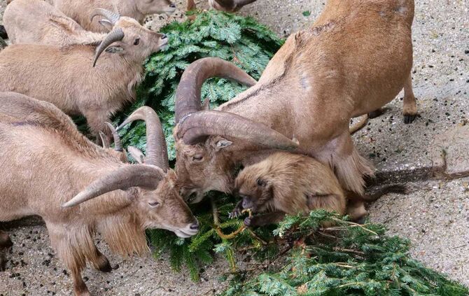 Dscheladas und Mähnenspringer Wilhelma Tannenbäumee