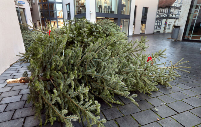 Christbaumabholung