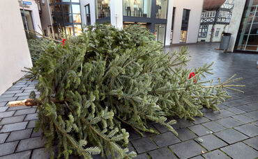 Christbaumabholung
