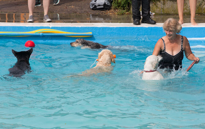 Badespaß für Hunde in Buhlbronn - Bild 03_5