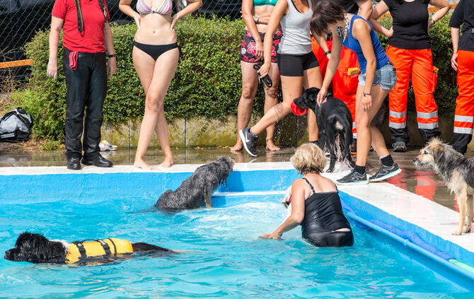 Badespaß für Hunde in Buhlbronn - Bild 04_6