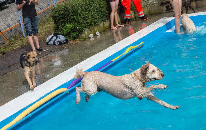 Badespaß für Hunde in Buhlbronn - Bild 07_9