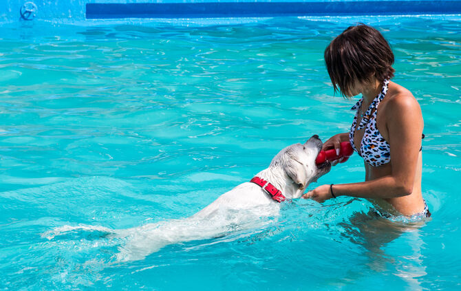 Badespaß für Hunde in Buhlbronn - Bild 08_10