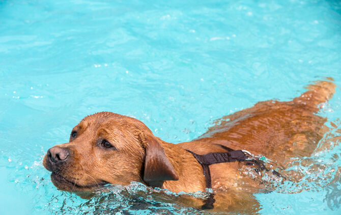 Badespaß für Hunde in Buhlbronn - Bild 10_11