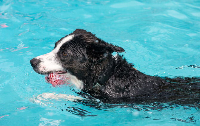 Badespaß für Hunde in Buhlbronn - Bild 11_12