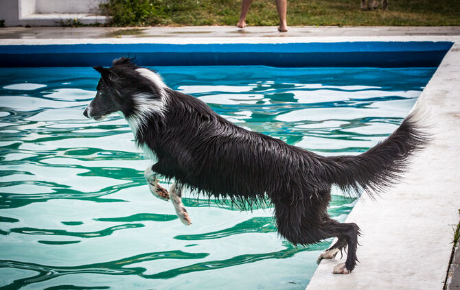 Badespaß für Hunde in Buhlbronn - Bild 13_13