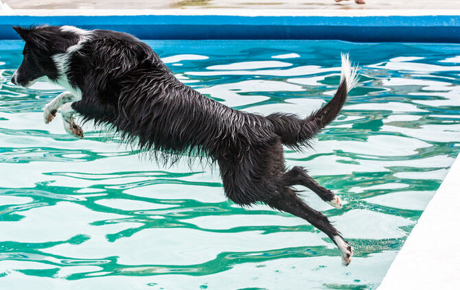 Badespaß für Hunde in Buhlbronn - Bild 14_14