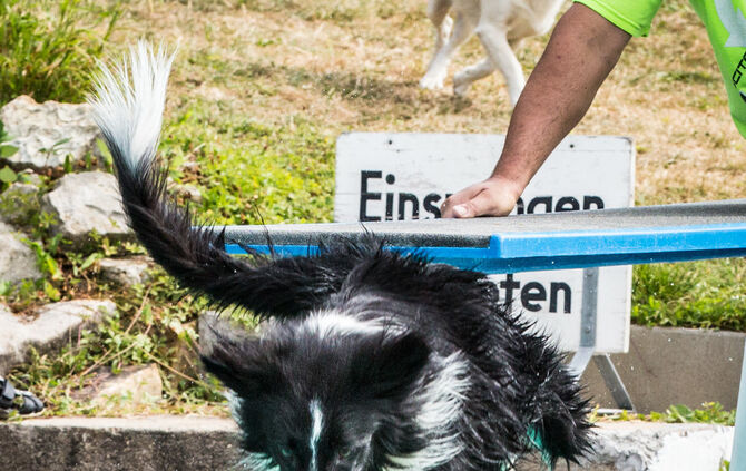 Badespaß für Hunde in Buhlbronn - Bild 18_18
