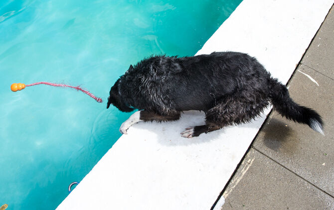 Badespaß für Hunde in Buhlbronn - Bild 19_19