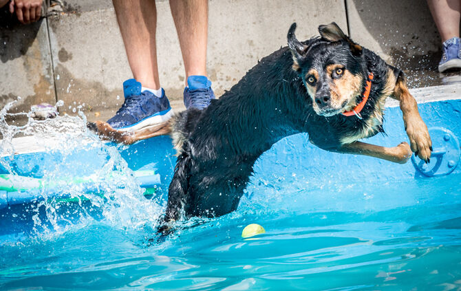 Badespaß für Hunde in Buhlbronn - Bild 27_22